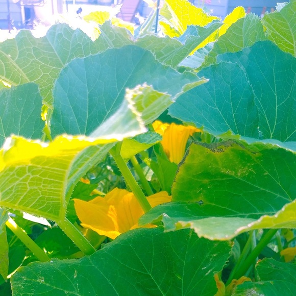 The Limited Drew Fit Women Pant - Picture 8 of 16